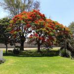 terraza jardin san rafael